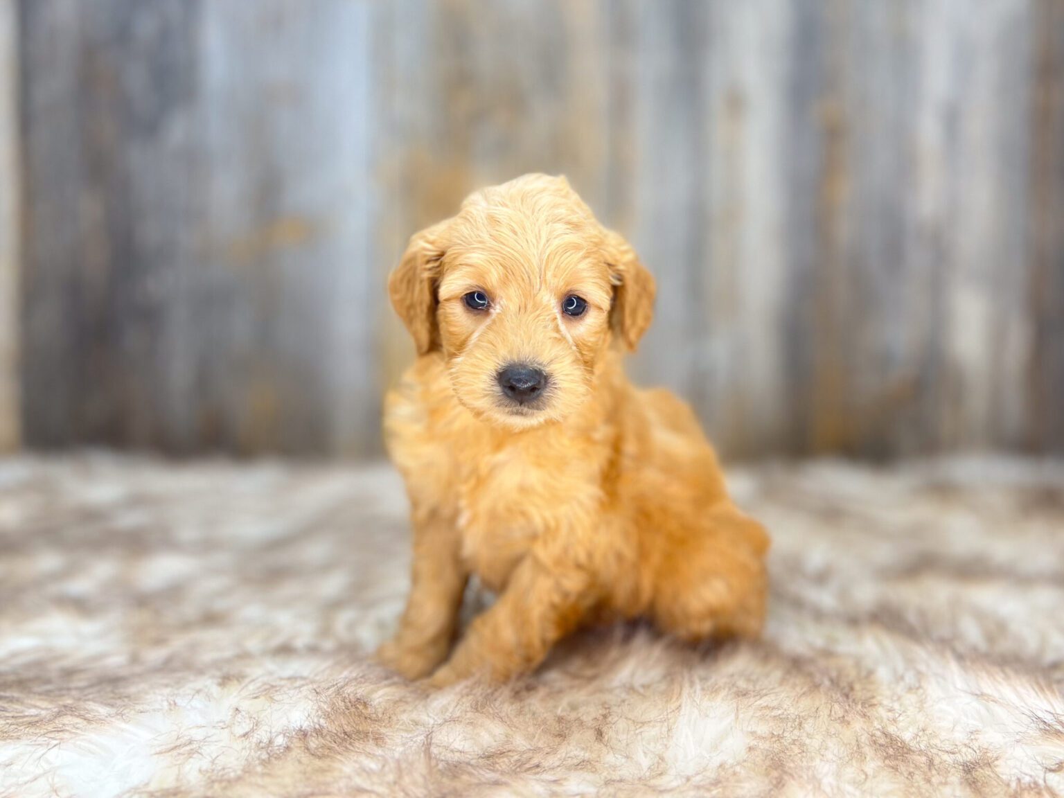 I am just a tiny baby and would love to join your family soon! Of course, you can’t see how cute and curly I will be when I get older, so the Dog Club will send updated photos when I am about 6 to 7 weeks old, if you choose to adopt me. Infant puppy deposits are refundable or transferrable.