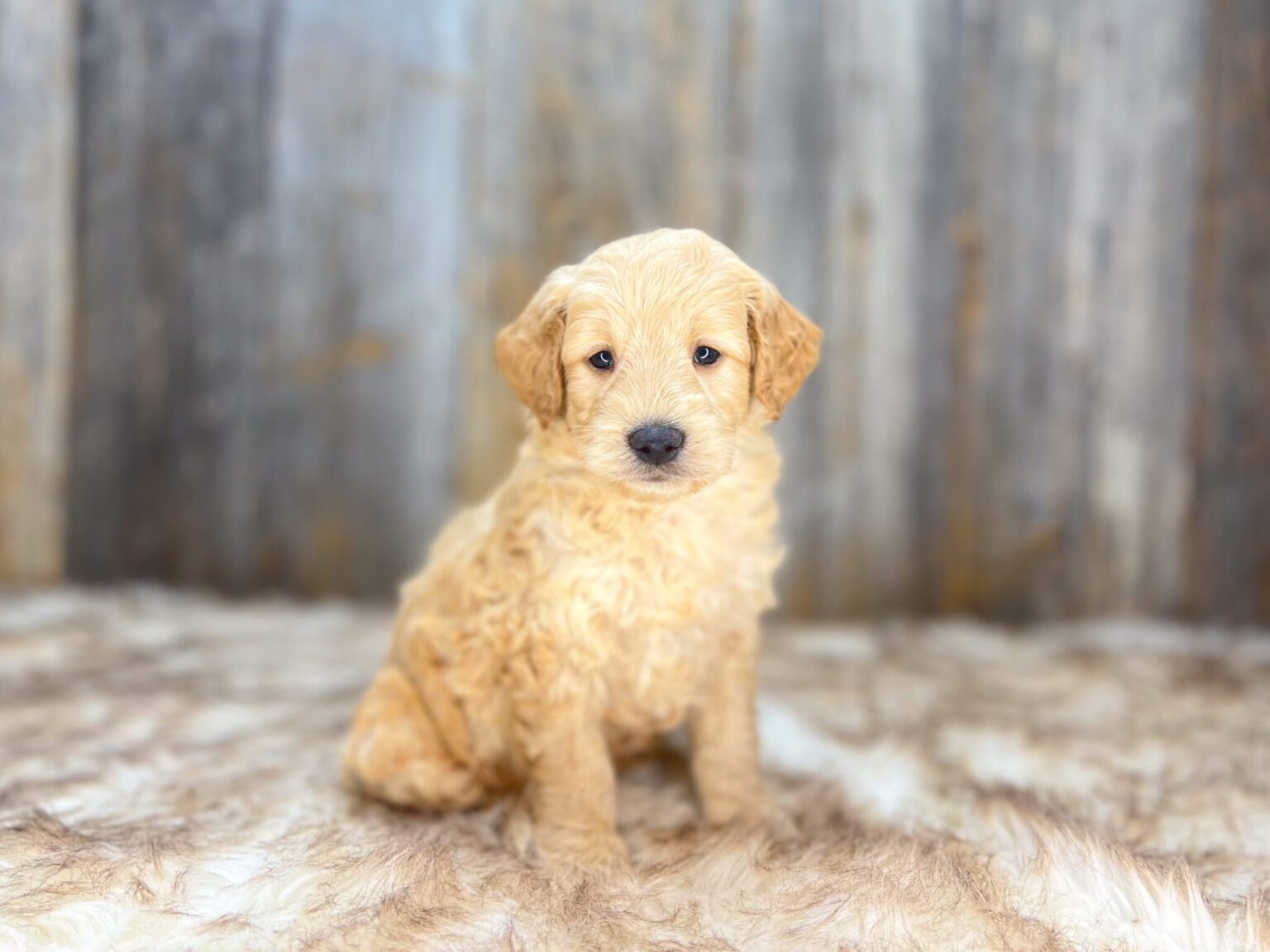 I am just a tiny baby and would love to join your family soon! Of course, you can’t see how cute and curly I will be when I get older, so the Dog Club will send updated photos when I am about 6 to 7 weeks old, if you choose to adopt me. Infant puppy deposits are refundable or transferrable.