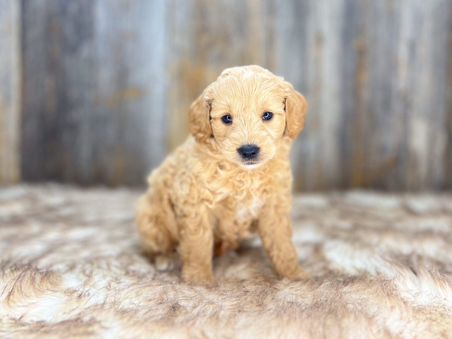 I am just a tiny baby and would love to join your family soon! Of course, you can’t see how cute and curly I will be when I get older, so the Dog Club will send updated photos when I am about 6 to 7 weeks old, if you choose to adopt me. Infant puppy deposits are refundable or transferrable.