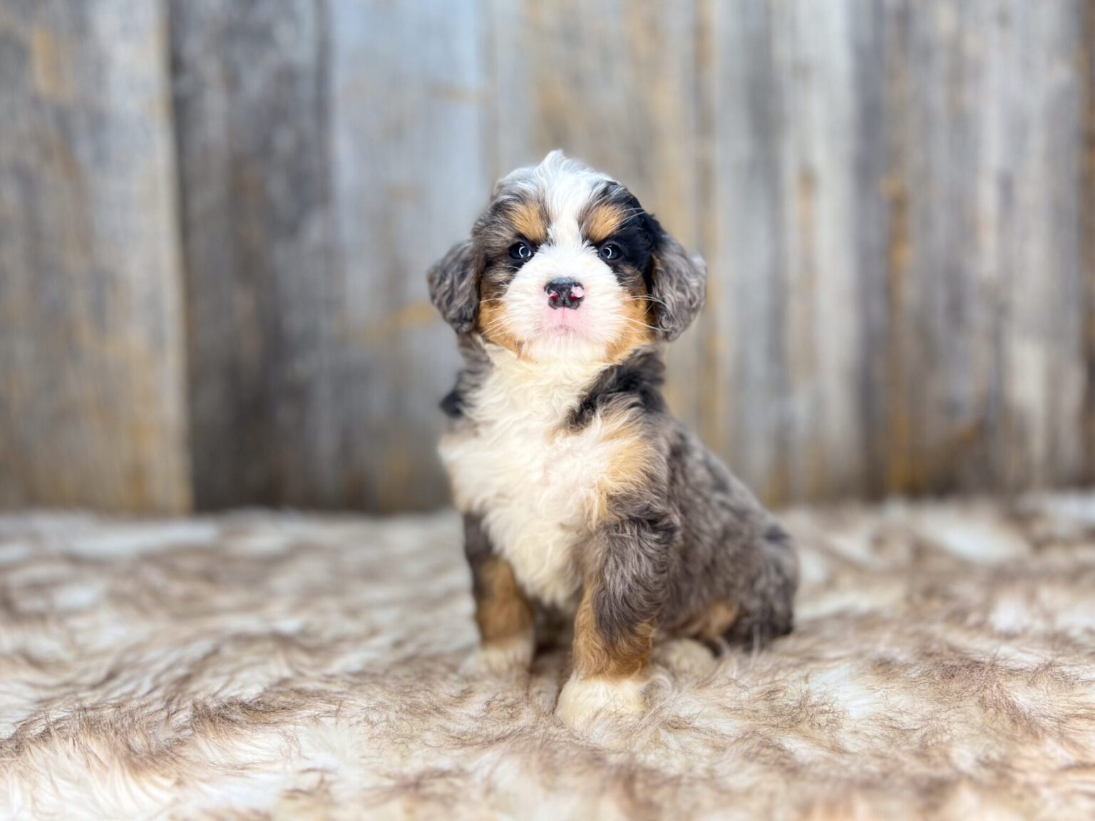 I am just a tiny baby and would love to join your family soon! Of course, you can’t see how cute and curly I will be when I get older, so the Dog Club will send updated photos when I am about 6 to 7 weeks old, if you choose to adopt me. Infant puppy deposits are refundable or transferrable.
