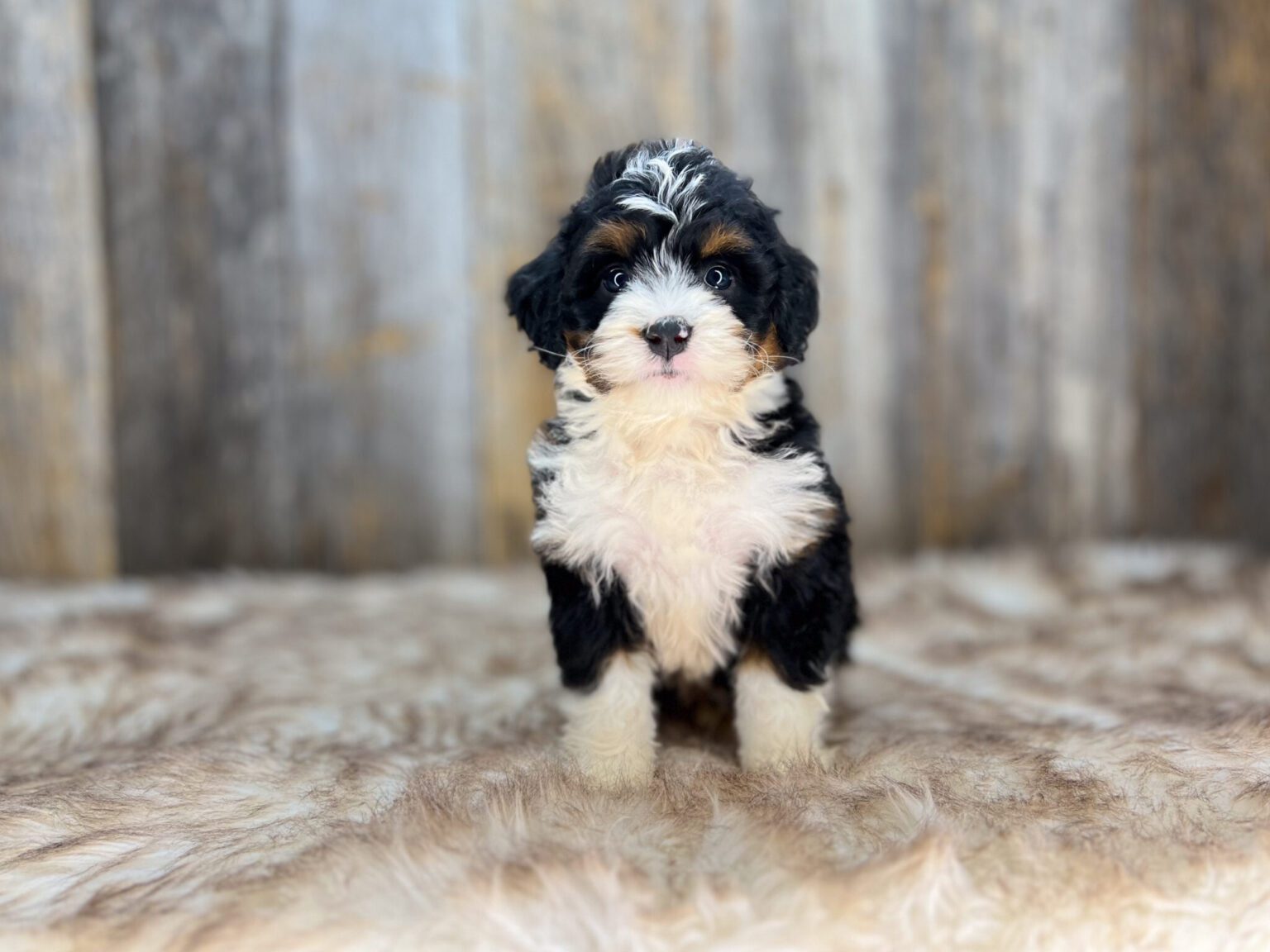 I am just a tiny baby and would love to join your family soon! Of course, you can’t see how cute and curly I will be when I get older, so the Dog Club will send updated photos when I am about 6 to 7 weeks old, if you choose to adopt me. Infant puppy deposits are refundable or transferrable.