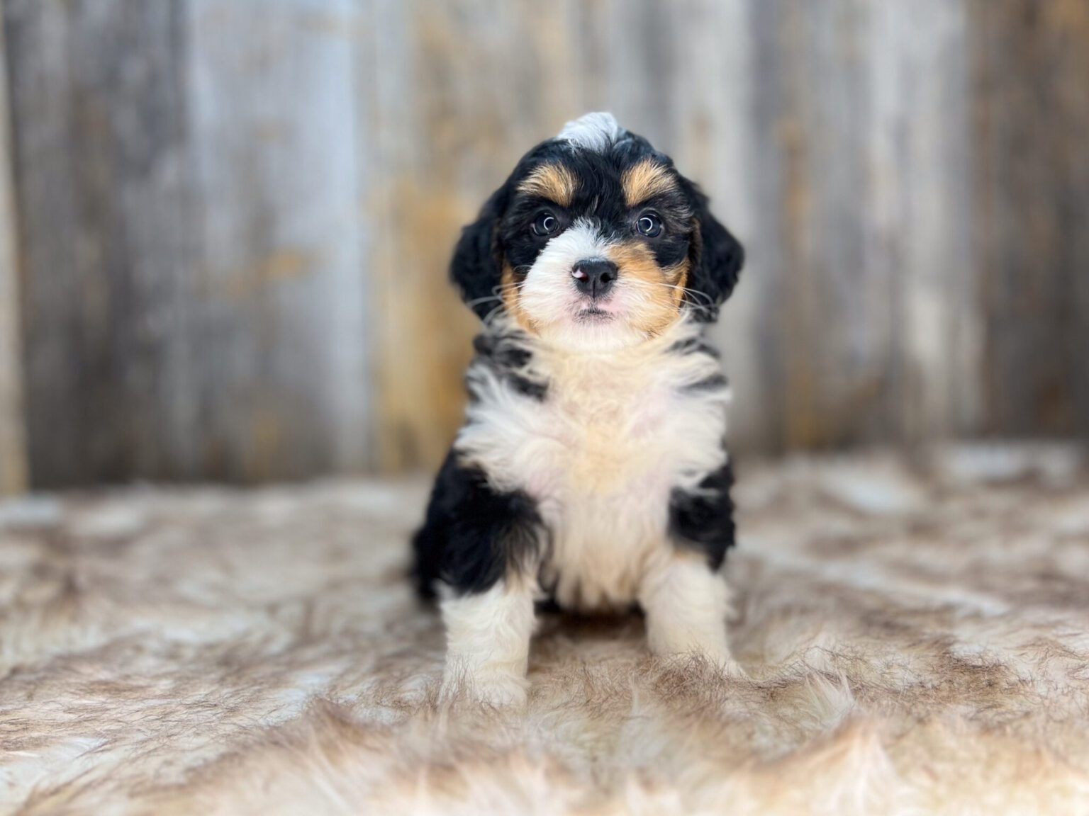 I am just a tiny baby and would love to join your family soon! Of course, you can’t see how cute and curly I will be when I get older, so the Dog Club will send updated photos when I am about 6 to 7 weeks old, if you choose to adopt me. Infant puppy deposits are refundable or transferrable.
