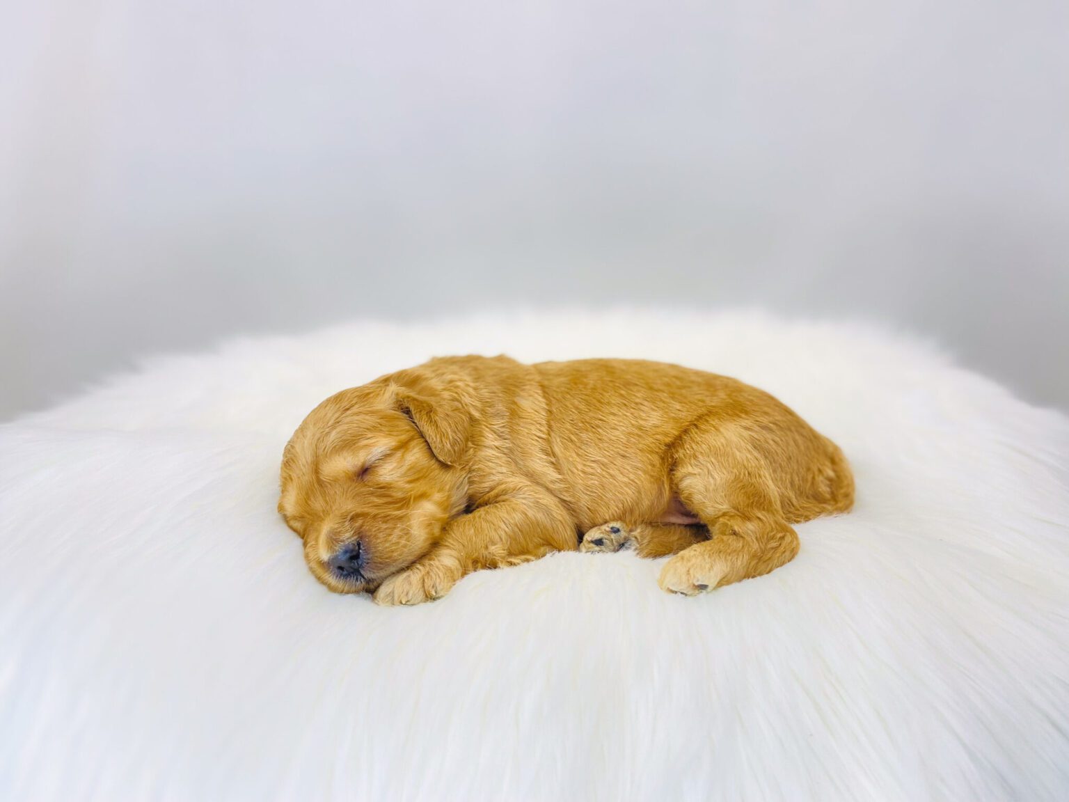 I am just a tiny baby and would love to join your family soon! Of course, you can’t see how cute and curly I will be when I get older, so the Dog Club will send updated photos when I am about 6 to 7 weeks old, if you choose to adopt me. Infant puppy deposits are refundable or transferrable.