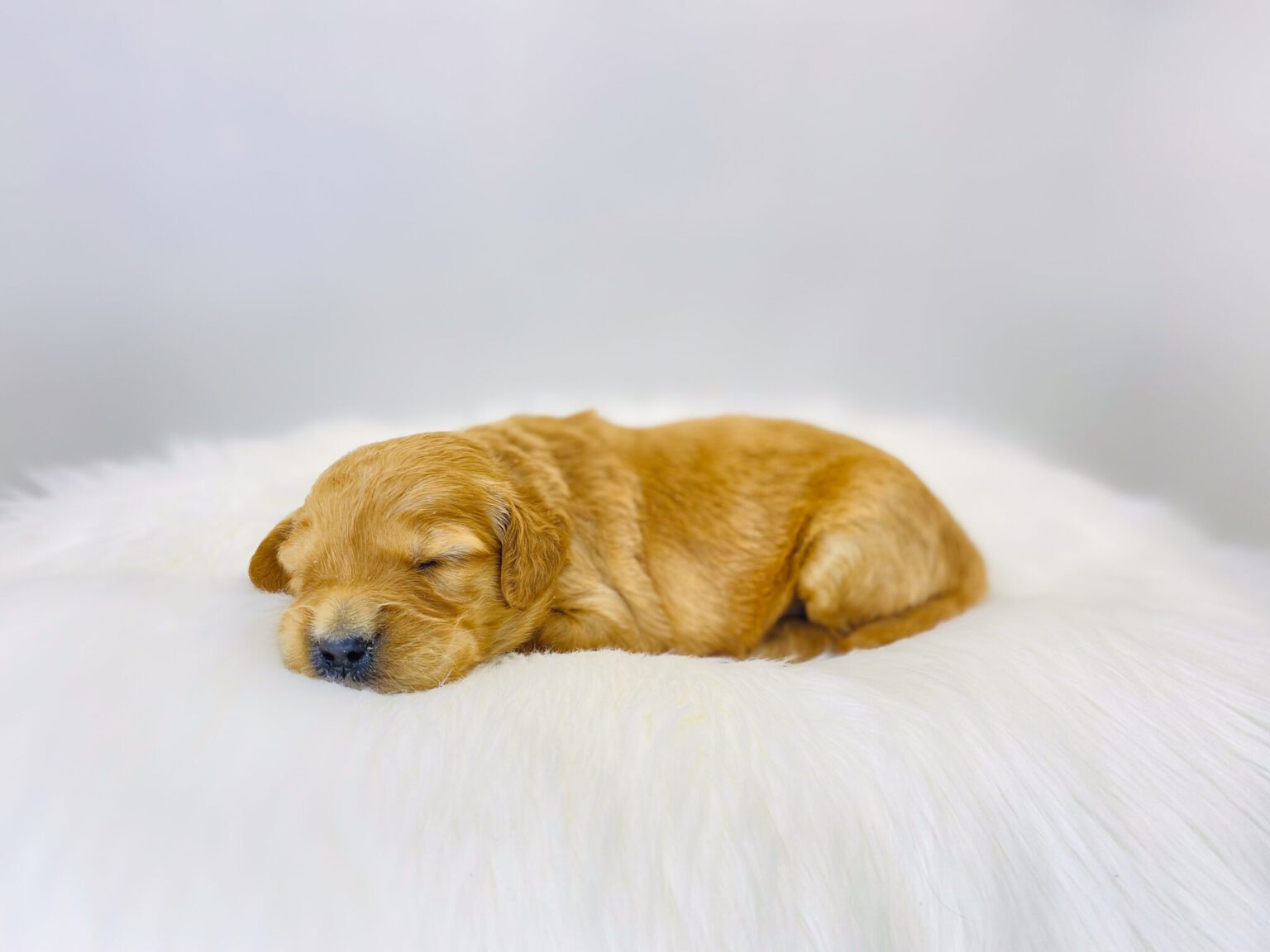 I am just a tiny baby and would love to join your family soon! Of course, you can’t see how cute and curly I will be when I get older, so the Dog Club will send updated photos when I am about 6 to 7 weeks old, if you choose to adopt me. Infant puppy deposits are refundable or transferrable.