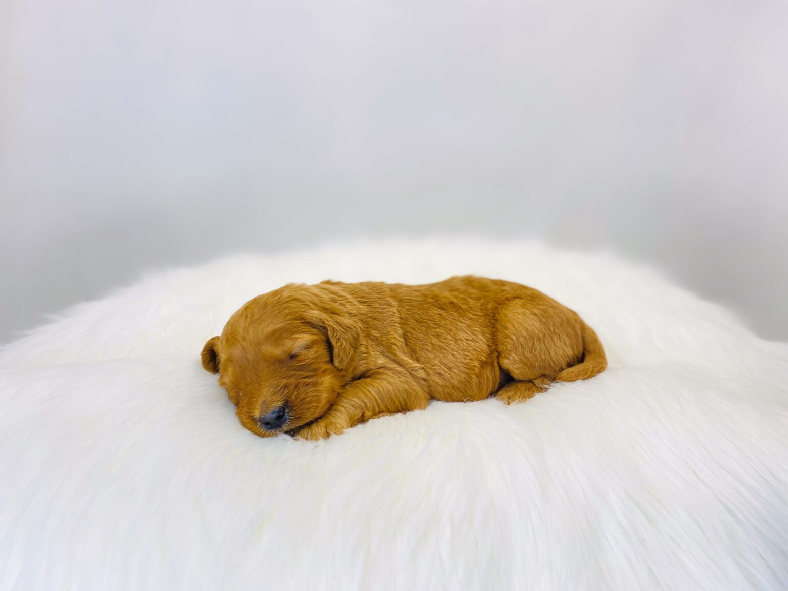 I am just a tiny baby and would love to join your family soon! Of course, you can’t see how cute and curly I will be when I get older, so the Dog Club will send updated photos when I am about 6 to 7 weeks old, if you choose to adopt me. Infant puppy deposits are refundable or transferrable.