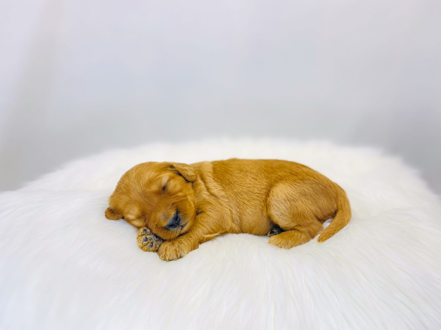 I am just a tiny baby and would love to join your family soon! Of course, you can’t see how cute and curly I will be when I get older, so the Dog Club will send updated photos when I am about 6 to 7 weeks old, if you choose to adopt me. Infant puppy deposits are refundable or transferrable.