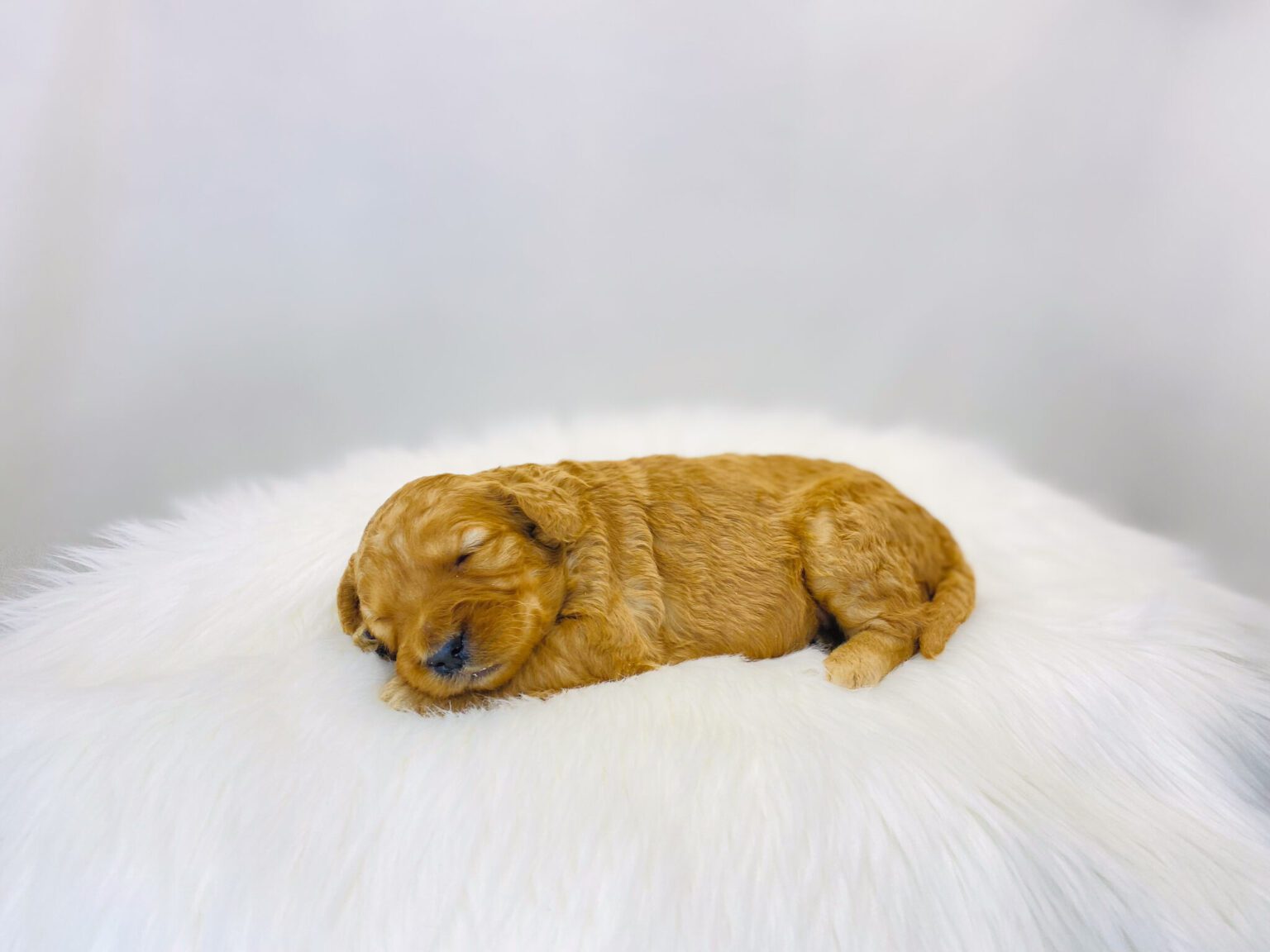 I am just a tiny baby and would love to join your family soon! Of course, you can’t see how cute and curly I will be when I get older, so the Dog Club will send updated photos when I am about 6 to 7 weeks old, if you choose to adopt me. Infant puppy deposits are refundable or transferrable.