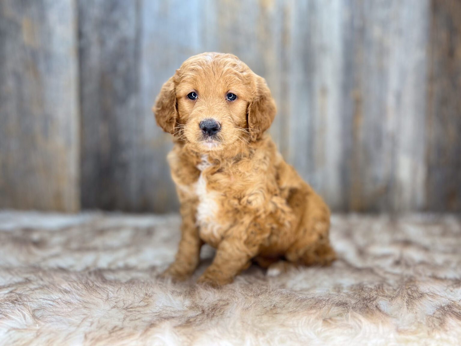 I am just a tiny baby and would love to join your family soon! Of course, you can’t see how cute and curly I will be when I get older, so the Dog Club will send updated photos when I am about 6 to 7 weeks old, if you choose to adopt me. Infant puppy deposits are refundable or transferrable.