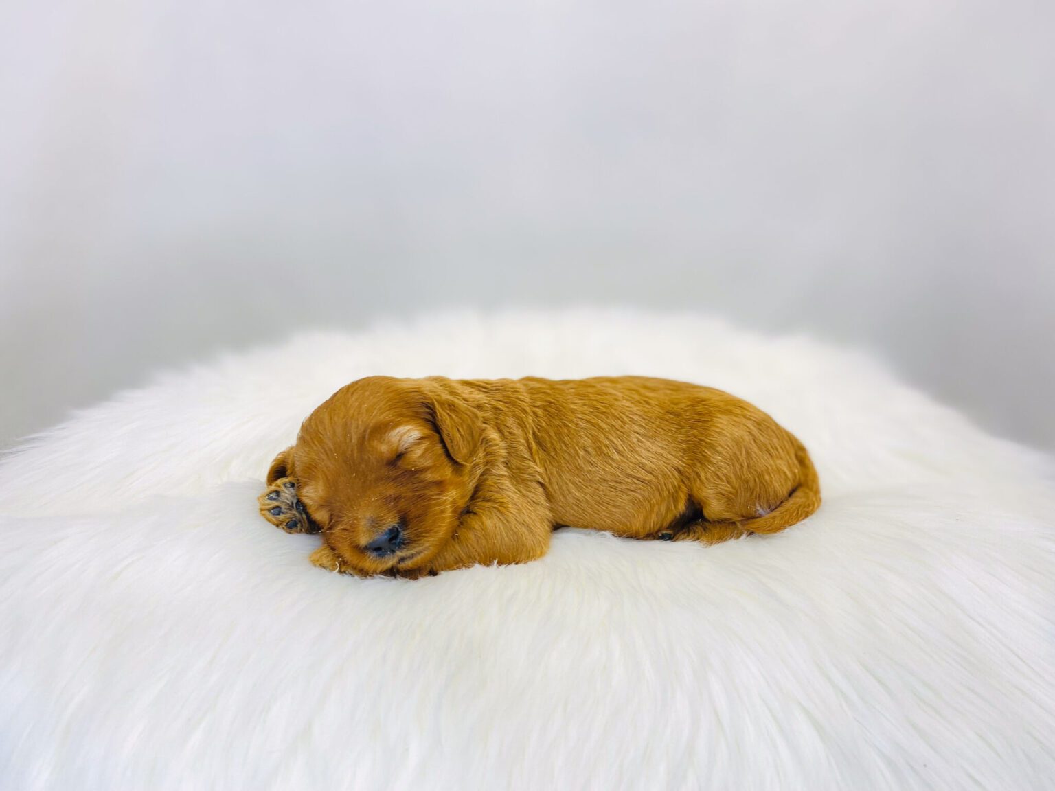 I am just a tiny baby and would love to join your family soon! Of course, you can’t see how cute and curly I will be when I get older, so the Dog Club will send updated photos when I am about 6 to 7 weeks old, if you choose to adopt me. Infant puppy deposits are refundable or transferrable.