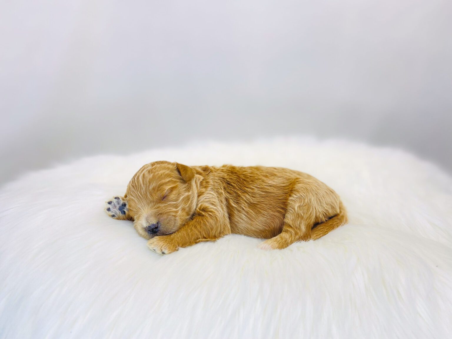 I am just a tiny baby and would love to join your family soon! Of course, you can’t see how cute and curly I will be when I get older, so the Dog Club will send updated photos when I am about 6 to 7 weeks old, if you choose to adopt me. Infant puppy deposits are refundable or transferrable.