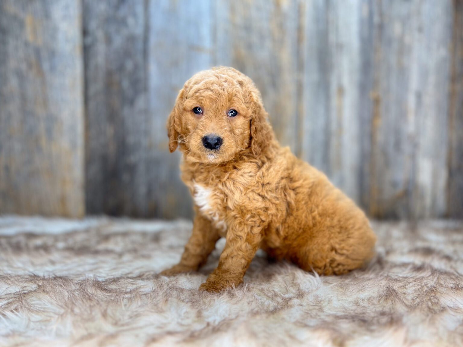 I am just a tiny baby and would love to join your family soon! Of course, you can’t see how cute and curly I will be when I get older, so the Dog Club will send updated photos when I am about 6 to 7 weeks old, if you choose to adopt me. Infant puppy deposits are refundable or transferrable.