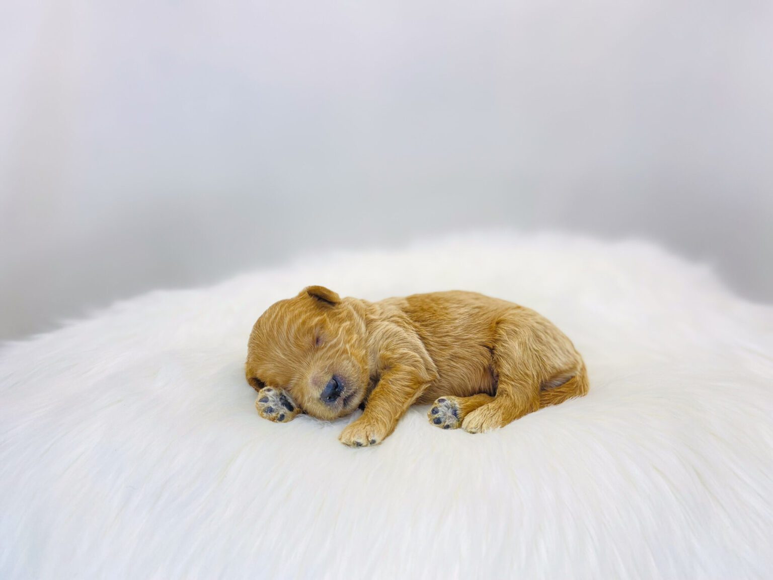 I am just a tiny baby and would love to join your family soon! Of course, you can’t see how cute and curly I will be when I get older, so the Dog Club will send updated photos when I am about 6 to 7 weeks old, if you choose to adopt me. Infant puppy deposits are refundable or transferrable.