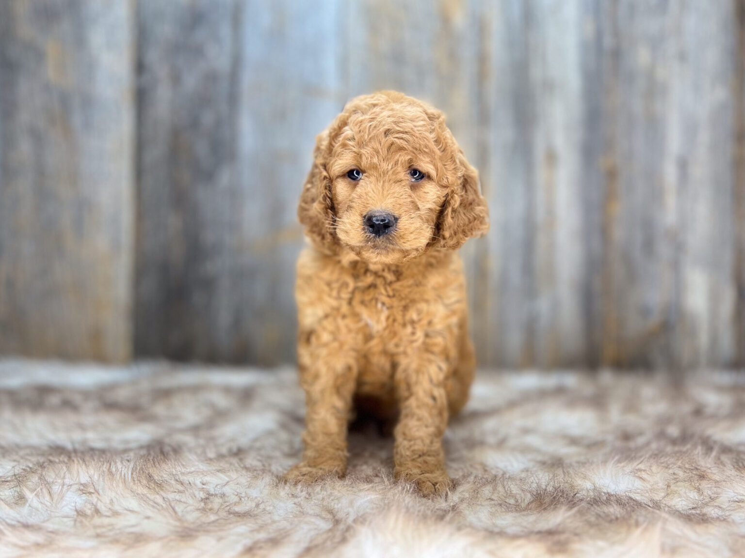 I am just a tiny baby and would love to join your family soon! Of course, you can’t see how cute and curly I will be when I get older, so the Dog Club will send updated photos when I am about 6 to 7 weeks old, if you choose to adopt me. Infant puppy deposits are refundable or transferrable.