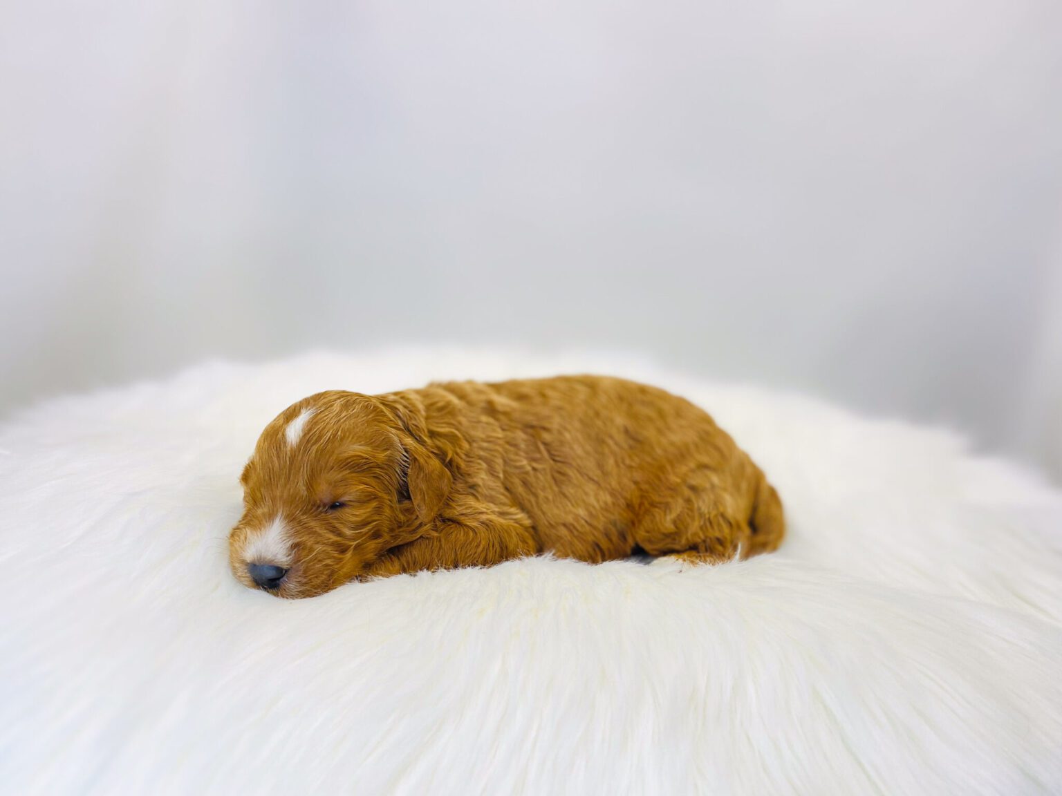 I am just a tiny baby and would love to join your family soon! Of course, you can’t see how cute and curly I will be when I get older, so the Dog Club will send updated photos when I am about 6 to 7 weeks old, if you choose to adopt me. Infant puppy deposits are refundable or transferrable.