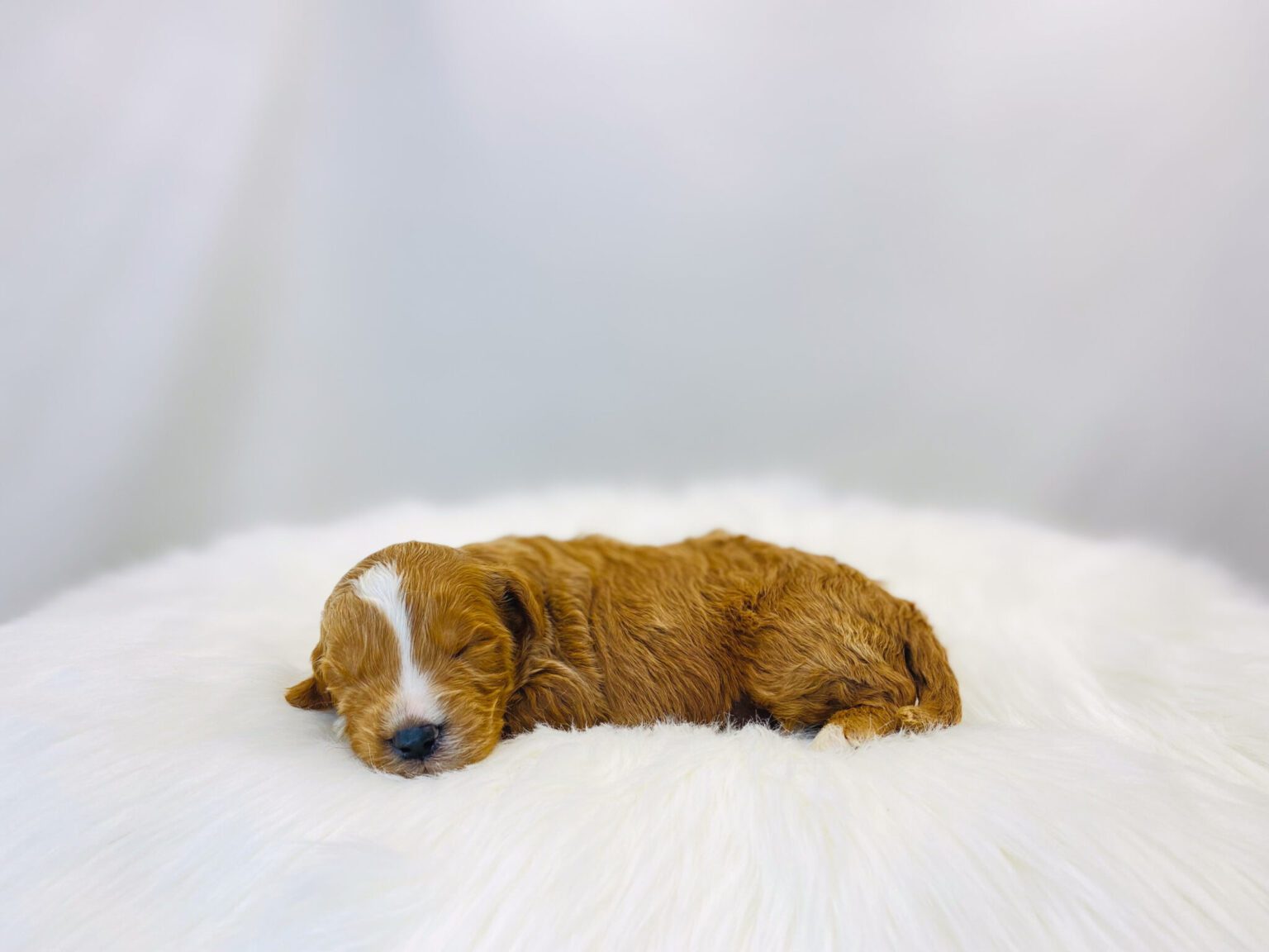 I am just a tiny baby and would love to join your family soon! Of course, you can’t see how cute and curly I will be when I get older, so the Dog Club will send updated photos when I am about 6 to 7 weeks old, if you choose to adopt me. Infant puppy deposits are refundable or transferrable.