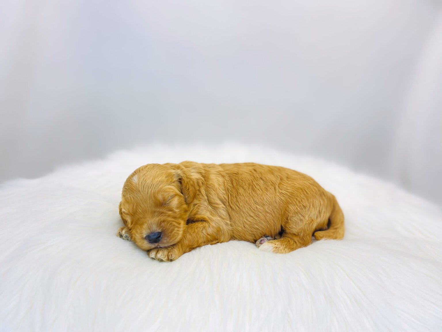 I am just a tiny baby and would love to join your family soon! Of course, you can’t see how cute and curly I will be when I get older, so the Dog Club will send updated photos when I am about 6 to 7 weeks old, if you choose to adopt me. Infant puppy deposits are refundable or transferrable.