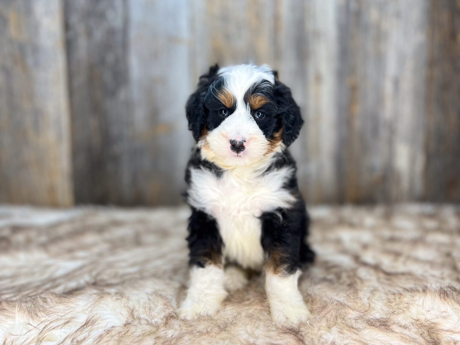 I am just a tiny baby and would love to join your family soon! Of course, you can’t see how cute and curly I will be when I get older, so the Dog Club will send updated photos when I am about 6 to 7 weeks old, if you choose to adopt me. Infant puppy deposits are refundable or transferrable.