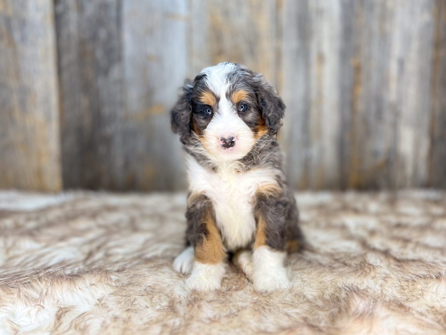 I am just a tiny baby and would love to join your family soon! Of course, you can’t see how cute and curly I will be when I get older, so the Dog Club will send updated photos when I am about 6 to 7 weeks old, if you choose to adopt me. Infant puppy deposits are refundable or transferrable.