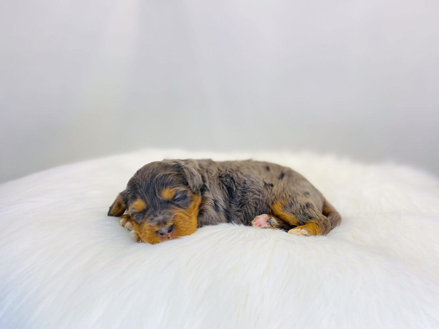 I am just a tiny baby and would love to join your family soon! Of course, you can’t see how cute and curly I will be when I get older, so the Dog Club will send updated photos when I am about 6 to 7 weeks old, if you choose to adopt me. Infant puppy deposits are refundable or transferrable.
