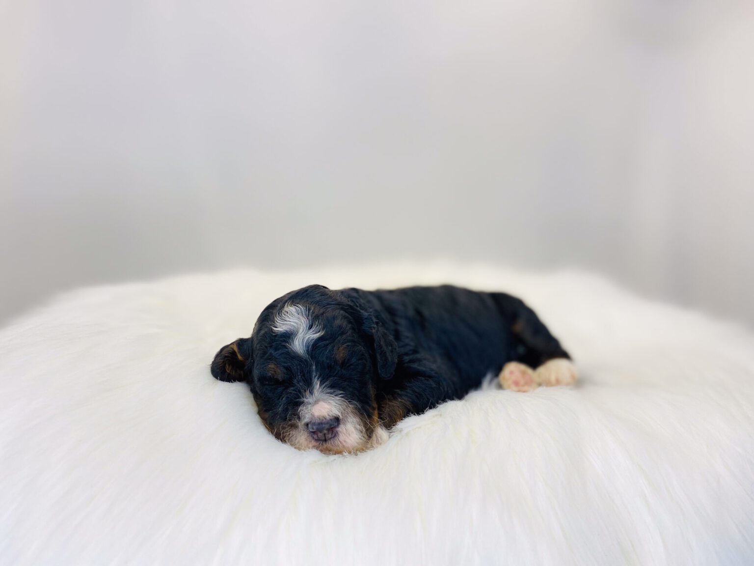 I am just a tiny baby and would love to join your family soon! Of course, you can’t see how cute and curly I will be when I get older, so the Dog Club will send updated photos when I am about 6 to 7 weeks old, if you choose to adopt me. Infant puppy deposits are refundable or transferrable.