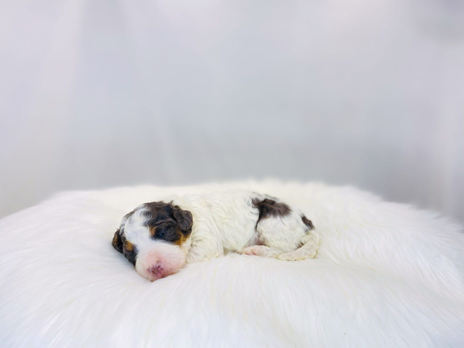 I am just a tiny baby and would love to join your family soon! Of course, you can’t see how cute and curly I will be when I get older, so the Dog Club will send updated photos when I am about 6 to 7 weeks old, if you choose to adopt me. Infant puppy deposits are refundable or transferrable.