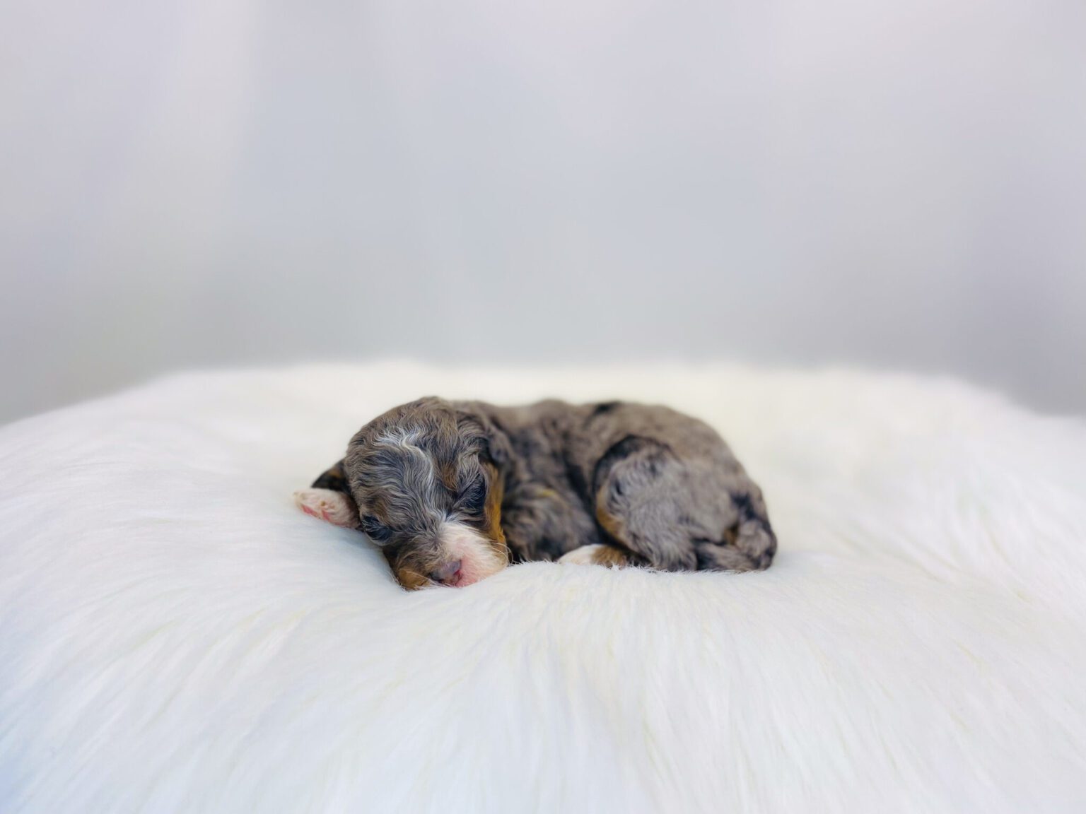 I am just a tiny baby and would love to join your family soon! Of course, you can’t see how cute and curly I will be when I get older, so the Dog Club will send updated photos when I am about 6 to 7 weeks old, if you choose to adopt me. Infant puppy deposits are refundable or transferrable.