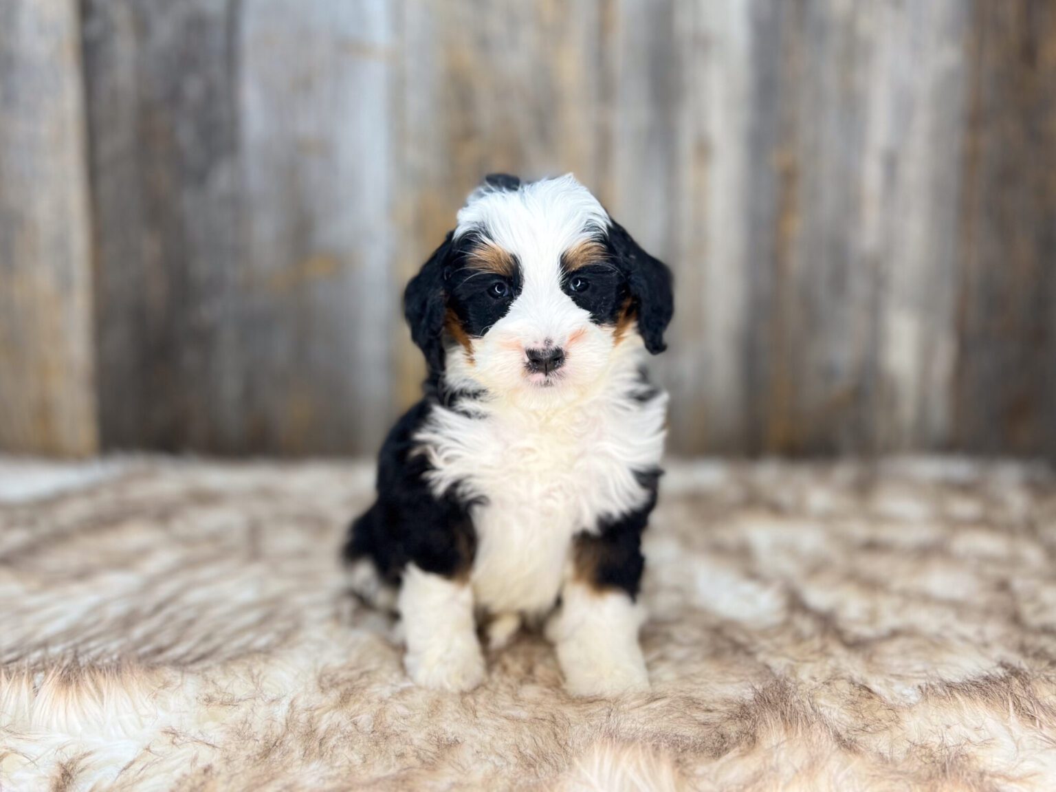 I am just a tiny baby and would love to join your family soon! Of course, you can’t see how cute and curly I will be when I get older, so the Dog Club will send updated photos when I am about 6 to 7 weeks old, if you choose to adopt me. Infant puppy deposits are refundable or transferrable.