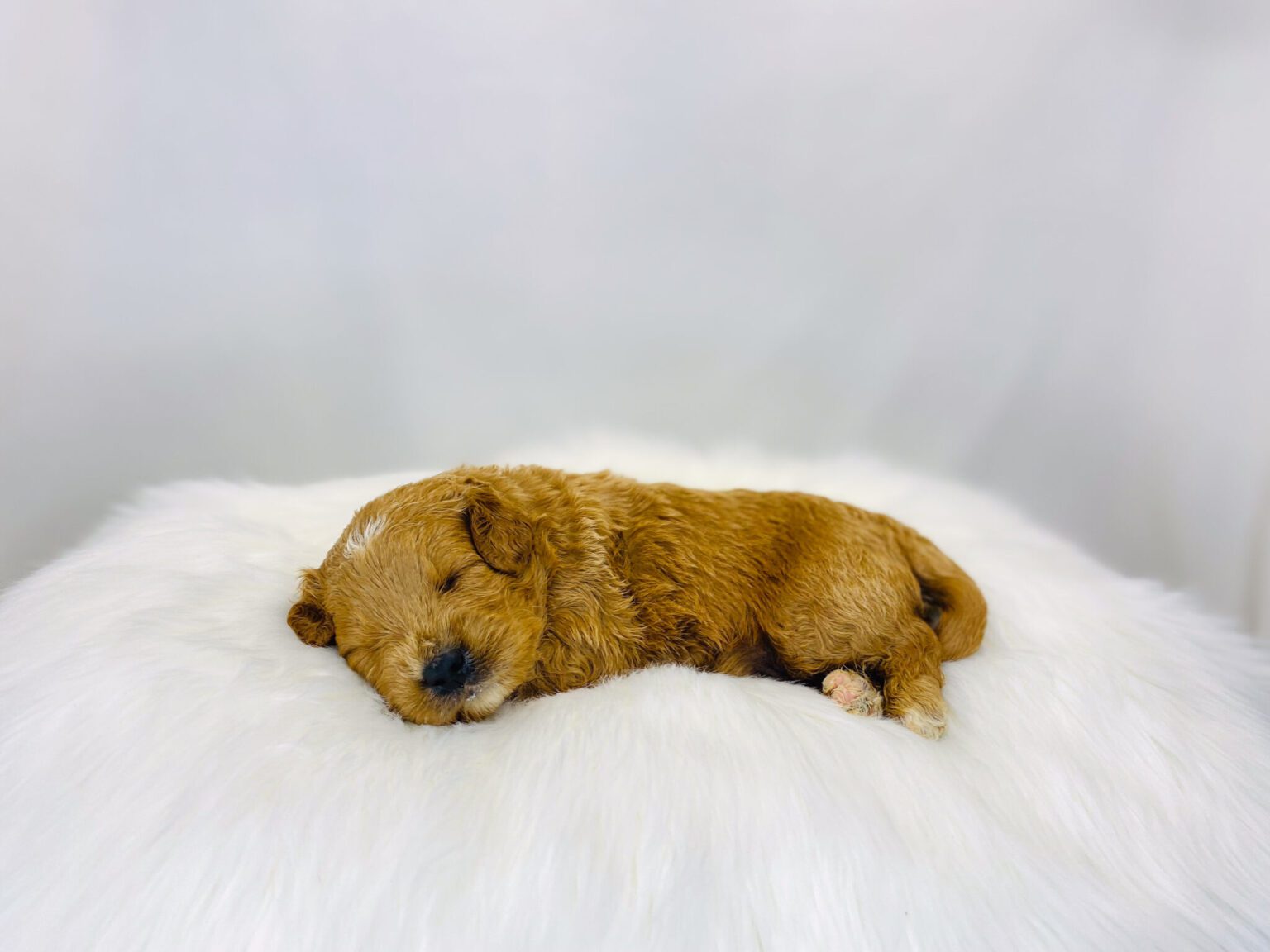 I am just a tiny baby and would love to join your family soon! Of course, you can’t see how cute and curly I will be when I get older, so the Dog Club will send updated photos when I am about 6 to 7 weeks old, if you choose to adopt me. Infant puppy deposits are refundable or transferrable.