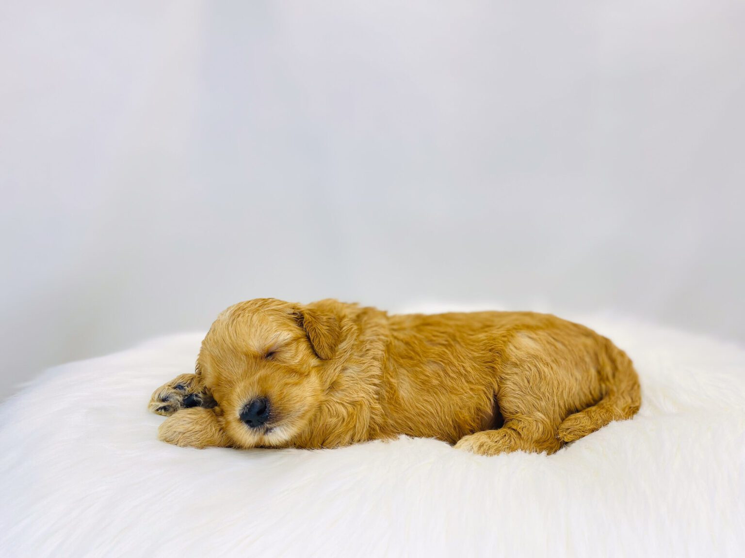 I am just a tiny baby and would love to join your family soon! Of course, you can’t see how cute and curly I will be when I get older, so the Dog Club will send updated photos when I am about 6 to 7 weeks old, if you choose to adopt me. Infant puppy deposits are refundable or transferrable.