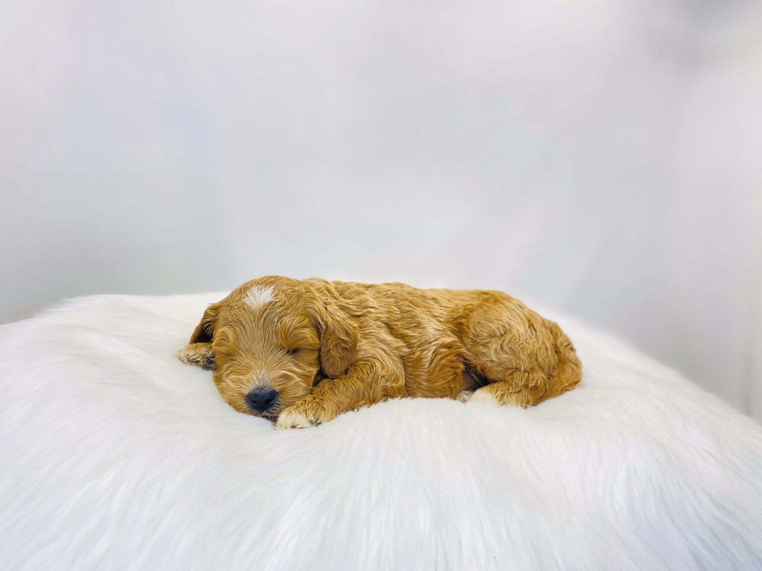 I am just a tiny baby and would love to join your family soon! Of course, you can’t see how cute and curly I will be when I get older, so the Dog Club will send updated photos when I am about 6 to 7 weeks old, if you choose to adopt me. Infant puppy deposits are refundable or transferrable.