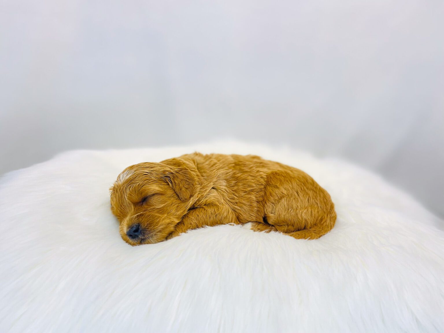 I am just a tiny baby and would love to join your family soon! Of course, you can’t see how cute and curly I will be when I get older, so the Dog Club will send updated photos when I am about 6 to 7 weeks old, if you choose to adopt me. Infant puppy deposits are refundable or transferrable.