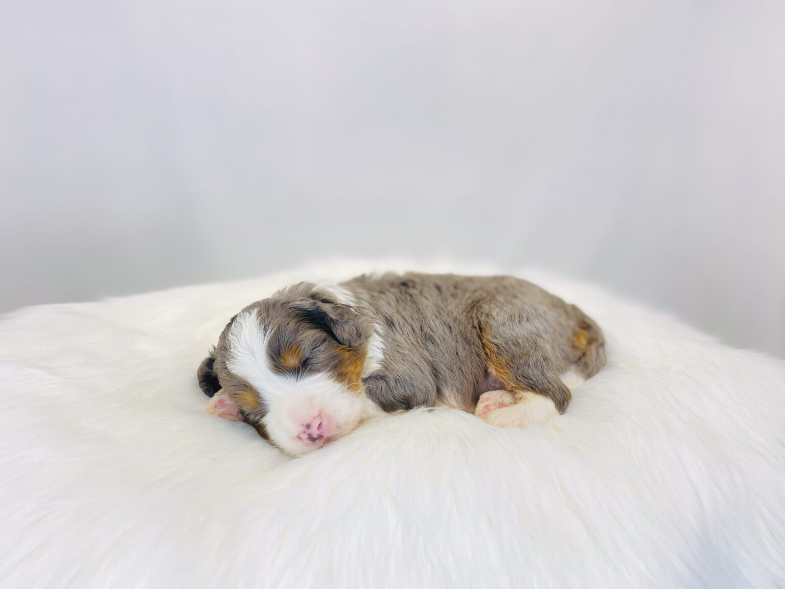 I am just a tiny baby and would love to join your family soon! Of course, you can’t see how cute and curly I will be when I get older, so the Dog Club will send updated photos when I am about 6 to 7 weeks old, if you choose to adopt me. Infant puppy deposits are refundable or transferrable.