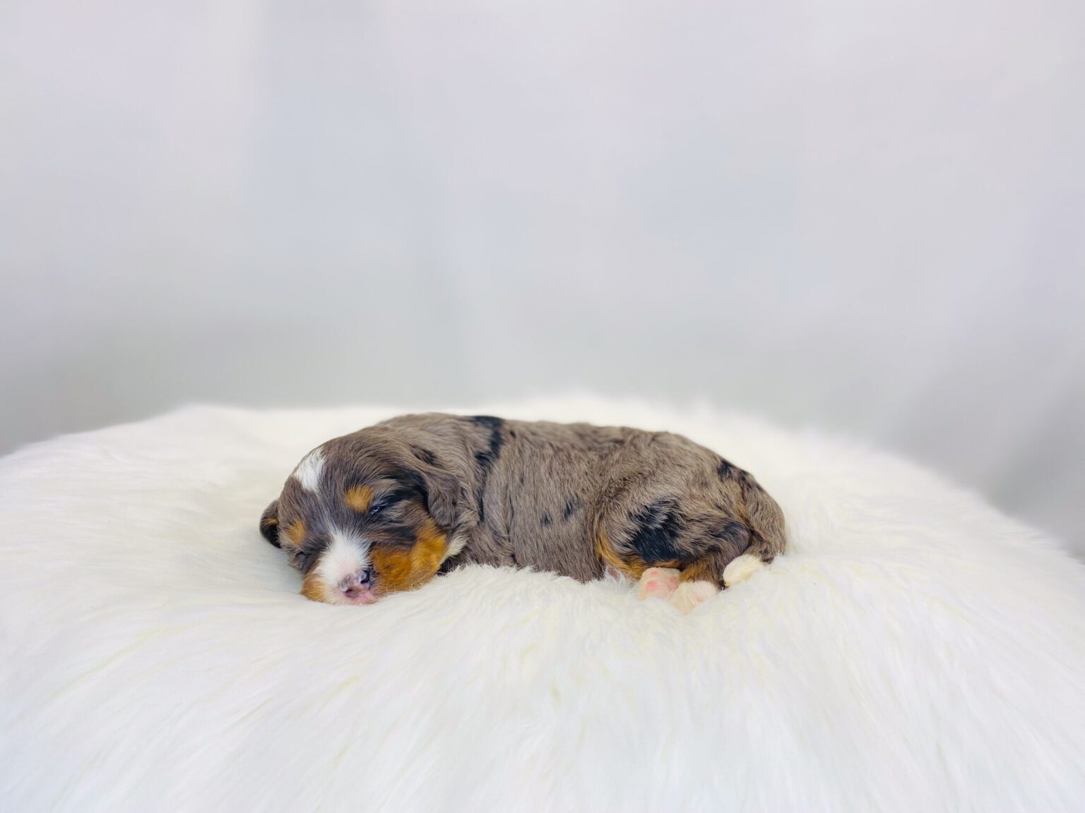 I am just a tiny baby and would love to join your family soon! Of course, you can’t see how cute and curly I will be when I get older, so the Dog Club will send updated photos when I am about 6 to 7 weeks old, if you choose to adopt me. Infant puppy deposits are refundable or transferrable.