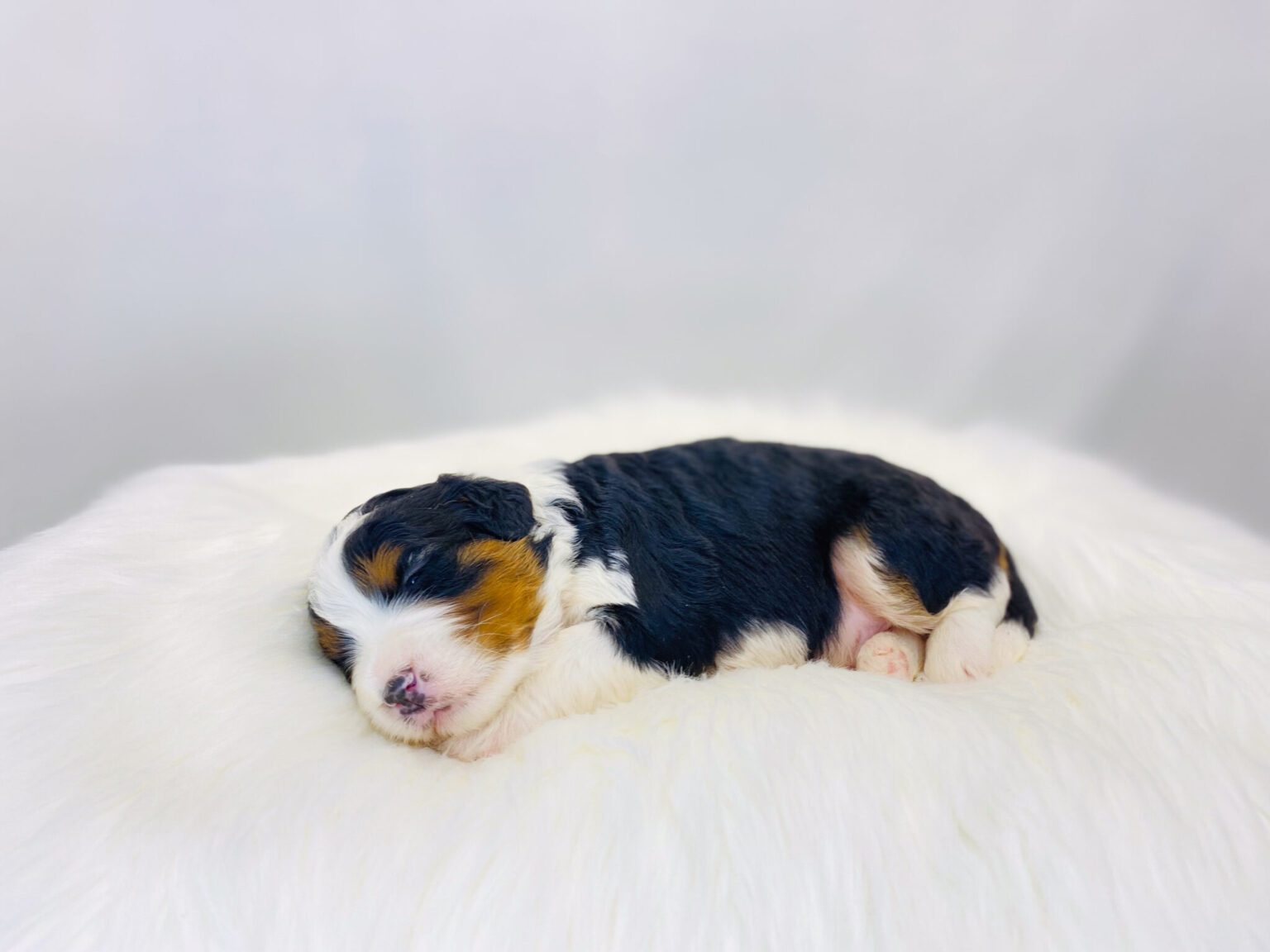 I am just a tiny baby and would love to join your family soon! Of course, you can’t see how cute and curly I will be when I get older, so the Dog Club will send updated photos when I am about 6 to 7 weeks old, if you choose to adopt me. Infant puppy deposits are refundable or transferrable.