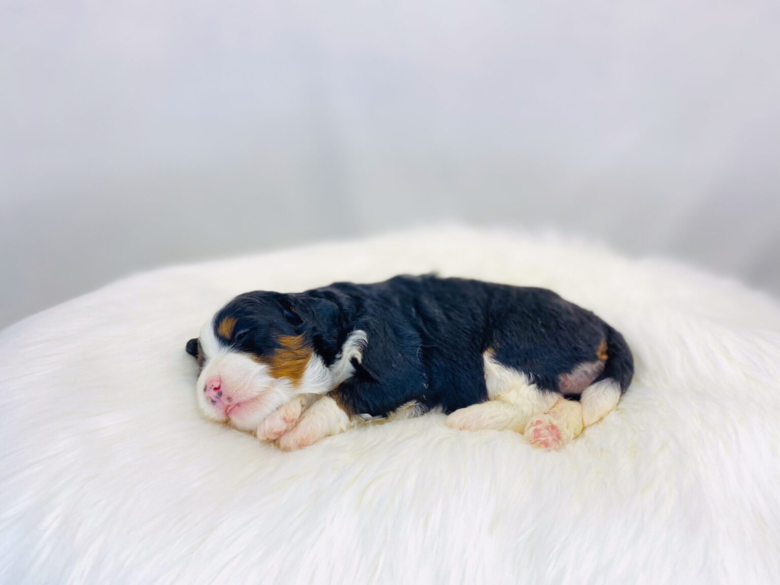 I am just a tiny baby and would love to join your family soon! Of course, you can’t see how cute and curly I will be when I get older, so the Dog Club will send updated photos when I am about 6 to 7 weeks old, if you choose to adopt me. Infant puppy deposits are refundable or transferrable.