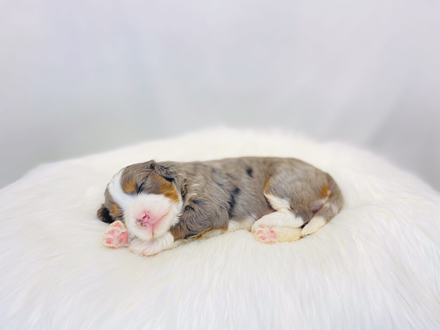 I am just a tiny baby and would love to join your family soon! Of course, you can’t see how cute and curly I will be when I get older, so the Dog Club will send updated photos when I am about 6 to 7 weeks old, if you choose to adopt me. Infant puppy deposits are refundable or transferrable.