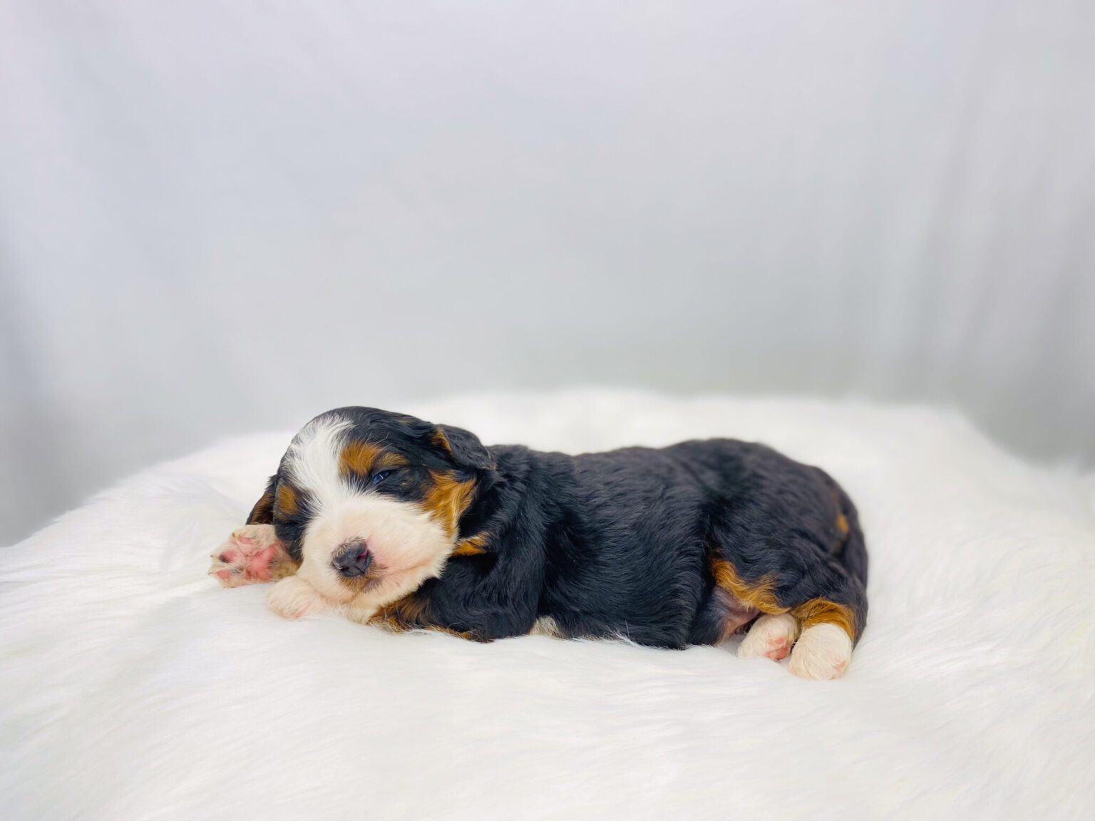 I am just a tiny baby and would love to join your family soon! Of course, you can’t see how cute and curly I will be when I get older, so the Dog Club will send updated photos when I am about 6 to 7 weeks old, if you choose to adopt me. Infant puppy deposits are refundable or transferrable.