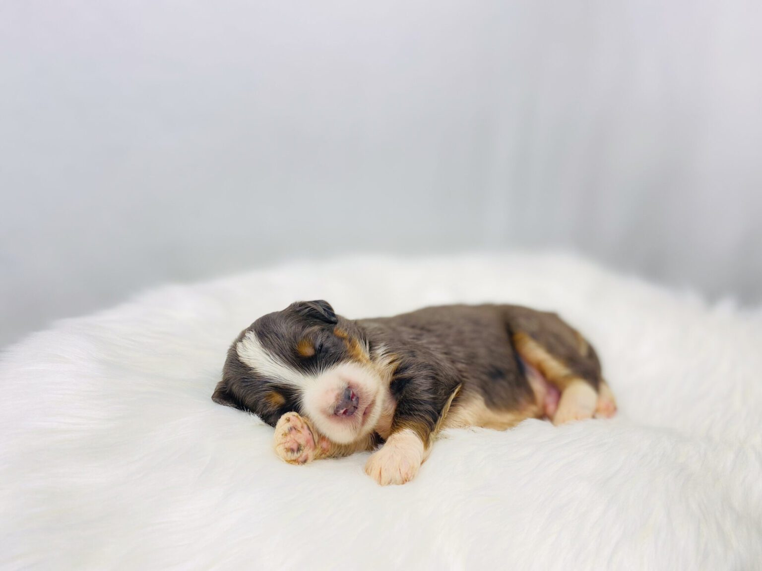 I am just a tiny baby and would love to join your family soon! Of course, you can’t see how cute and curly I will be when I get older, so the Dog Club will send updated photos when I am about 6 to 7 weeks old, if you choose to adopt me. Infant puppy deposits are refundable or transferrable.