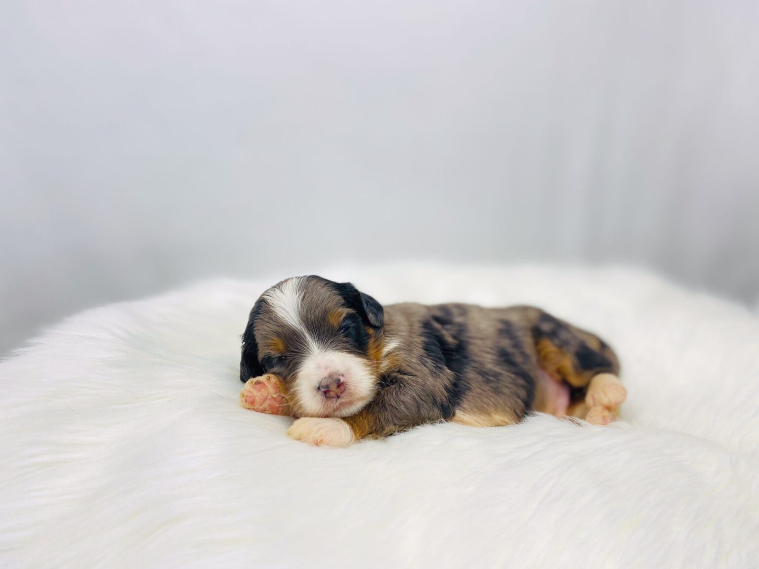 I am just a tiny baby and would love to join your family soon! Of course, you can’t see how cute and curly I will be when I get older, so the Dog Club will send updated photos when I am about 6 to 7 weeks old, if you choose to adopt me. Infant puppy deposits are refundable or transferrable.