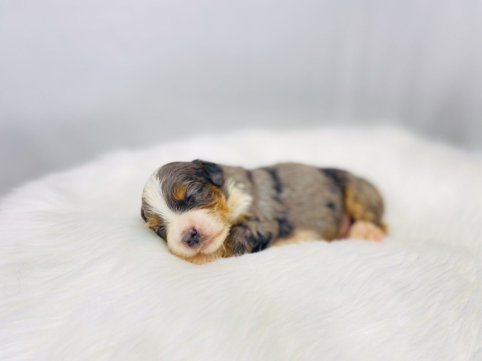 I am just a tiny baby and would love to join your family soon! Of course, you can’t see how cute and curly I will be when I get older, so the Dog Club will send updated photos when I am about 6 to 7 weeks old, if you choose to adopt me. Infant puppy deposits are refundable or transferrable.