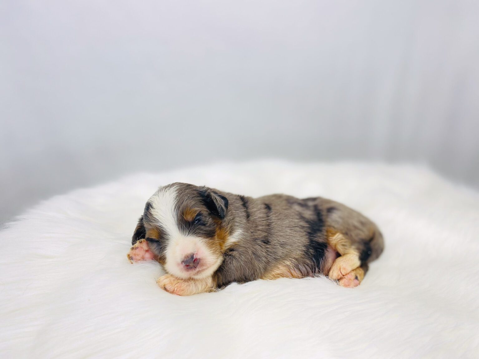 I am just a tiny baby and would love to join your family soon! Of course, you can’t see how cute and curly I will be when I get older, so the Dog Club will send updated photos when I am about 6 to 7 weeks old, if you choose to adopt me. Infant puppy deposits are refundable or transferrable.