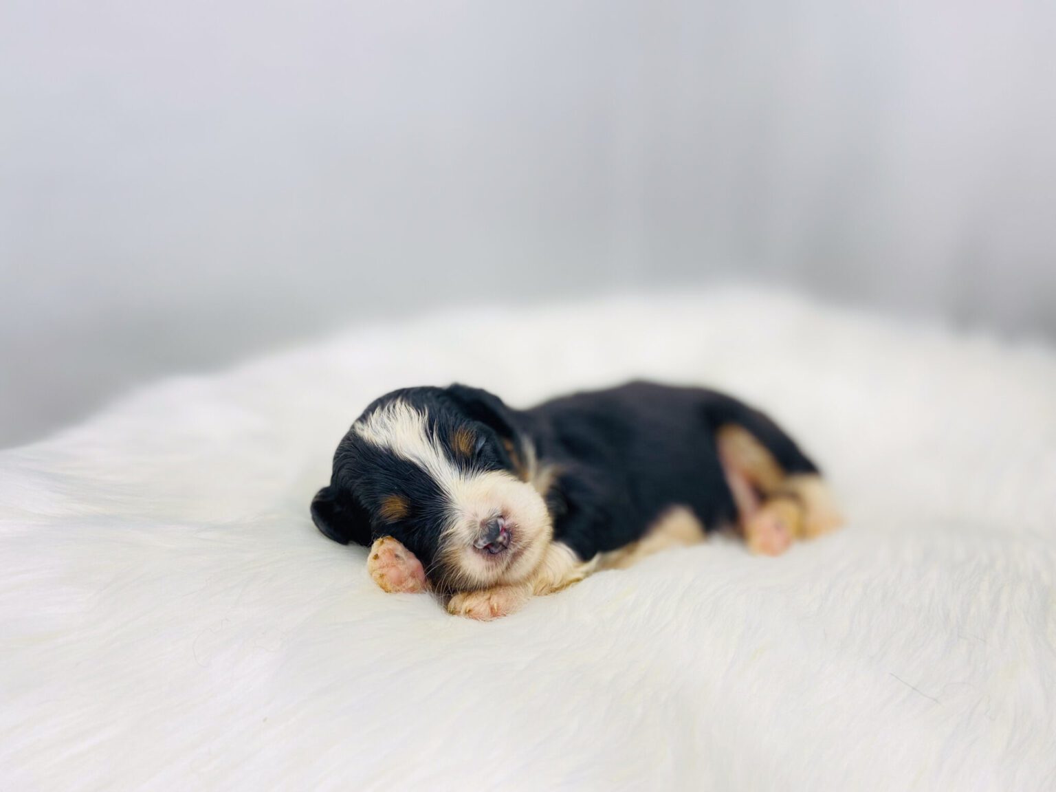 I am just a tiny baby and would love to join your family soon! Of course, you can’t see how cute and curly I will be when I get older, so the Dog Club will send updated photos when I am about 6 to 7 weeks old, if you choose to adopt me. Infant puppy deposits are refundable or transferrable.
