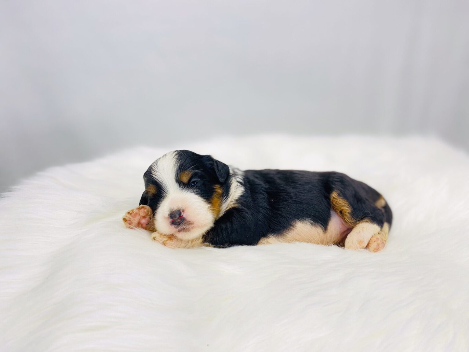 I am just a tiny baby and would love to join your family soon! Of course, you can’t see how cute and curly I will be when I get older, so the Dog Club will send updated photos when I am about 6 to 7 weeks old, if you choose to adopt me. Infant puppy deposits are refundable or transferrable.