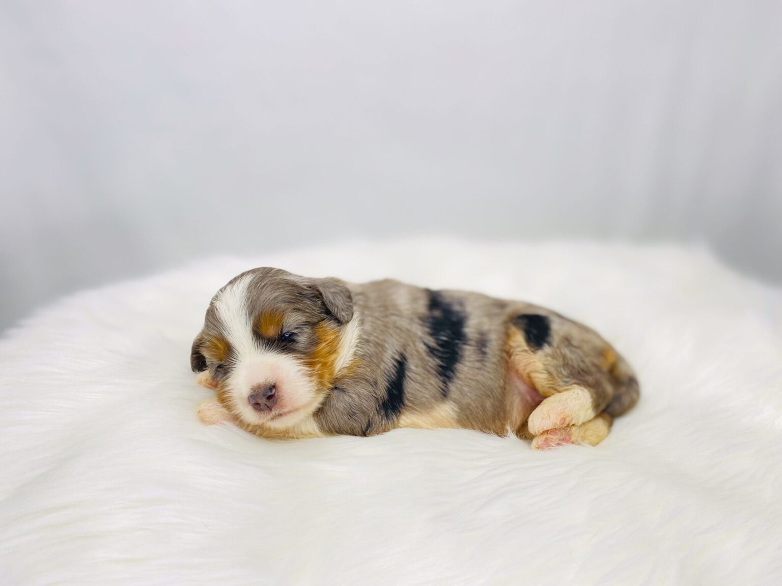 I am just a tiny baby and would love to join your family soon! Of course, you can’t see how cute and curly I will be when I get older, so the Dog Club will send updated photos when I am about 6 to 7 weeks old, if you choose to adopt me. Infant puppy deposits are refundable or transferrable.