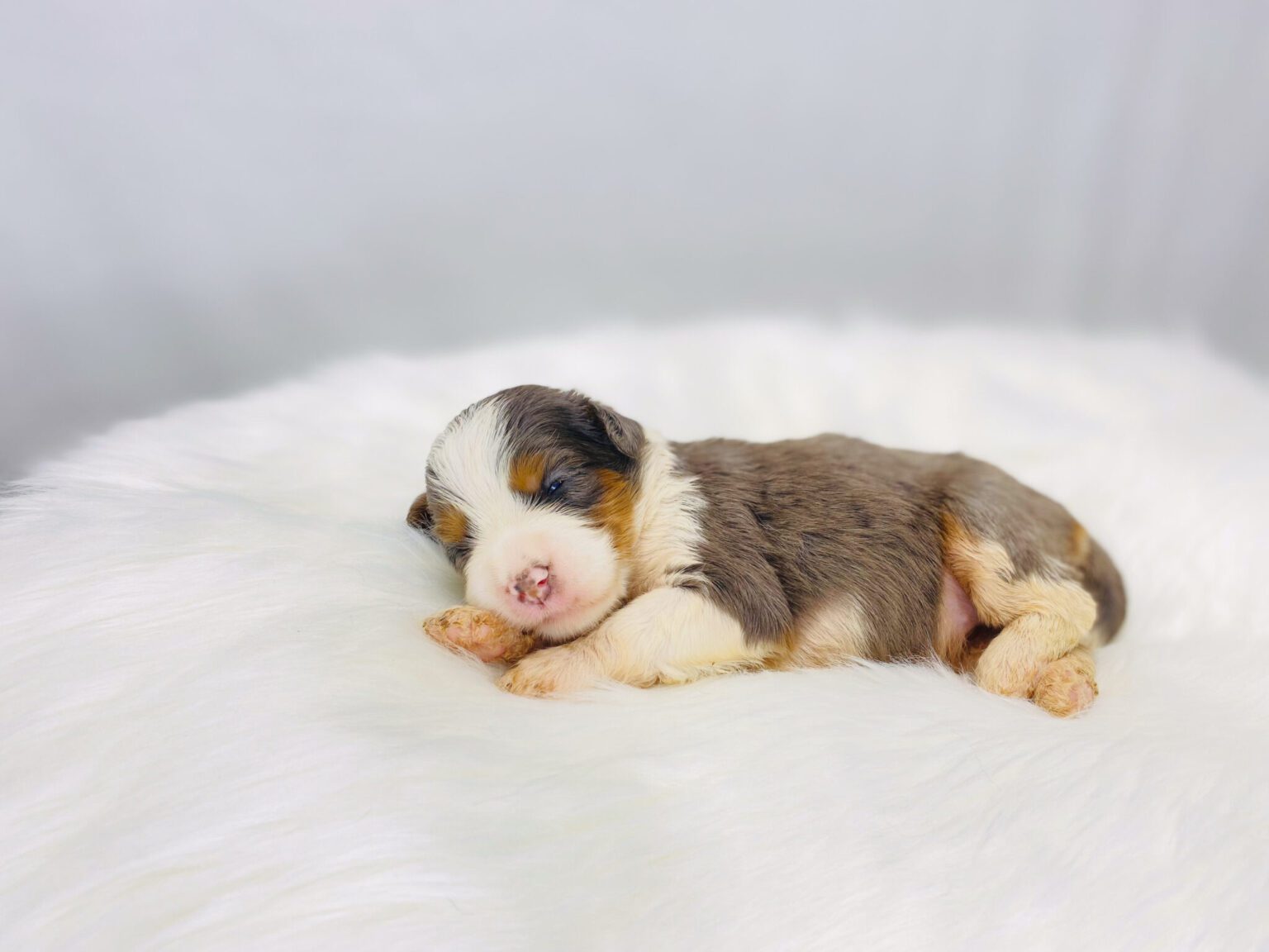 I am just a tiny baby and would love to join your family soon! Of course, you can’t see how cute and curly I will be when I get older, so the Dog Club will send updated photos when I am about 6 to 7 weeks old, if you choose to adopt me. Infant puppy deposits are refundable or transferrable.