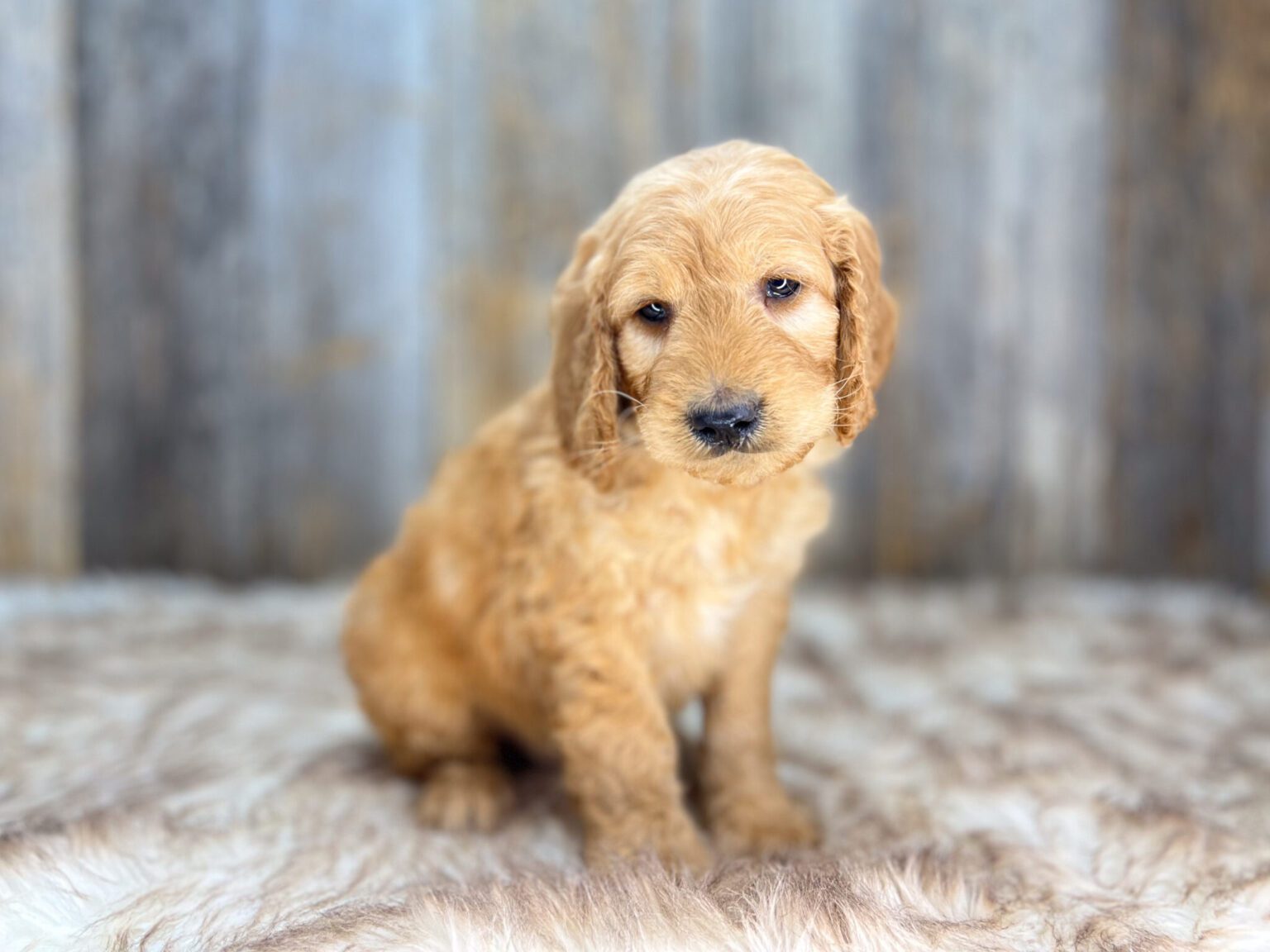 I am just a tiny baby and would love to join your family soon! Of course, you can’t see how cute and curly I will be when I get older, so the Dog Club will send updated photos when I am about 6 to 7 weeks old, if you choose to adopt me. Infant puppy deposits are refundable or transferrable.