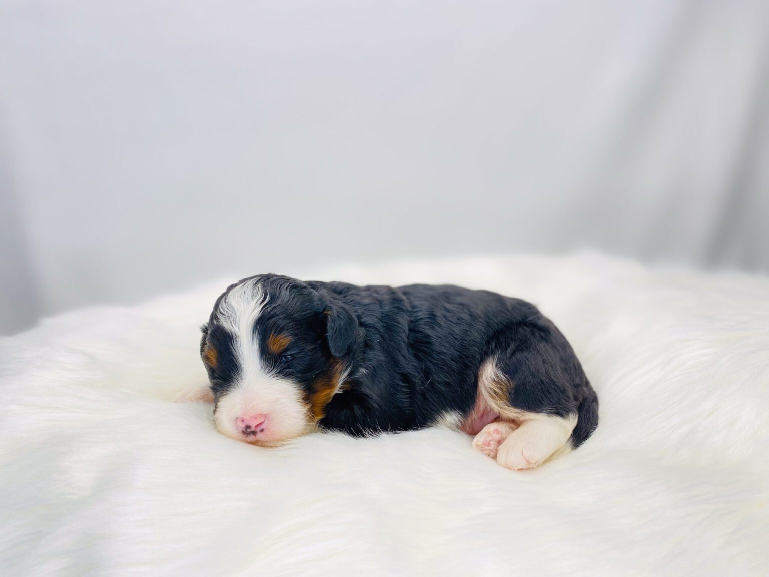 I am just a tiny baby and would love to join your family soon! Of course, you can’t see how cute and curly I will be when I get older, so the Dog Club will send updated photos when I am about 6 to 7 weeks old, if you choose to adopt me. Infant puppy deposits are refundable or transferrable.