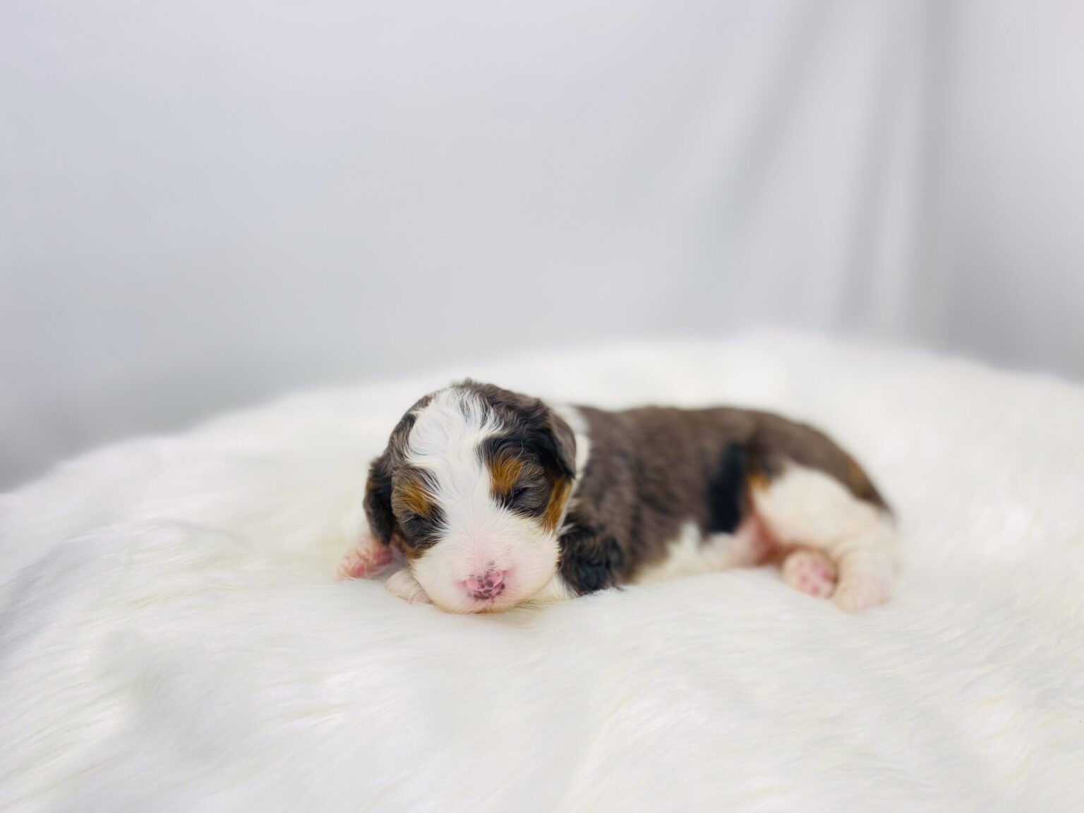 I am just a tiny baby and would love to join your family soon! Of course, you can’t see how cute and curly I will be when I get older, so the Dog Club will send updated photos when I am about 6 to 7 weeks old, if you choose to adopt me. Infant puppy deposits are refundable or transferrable.