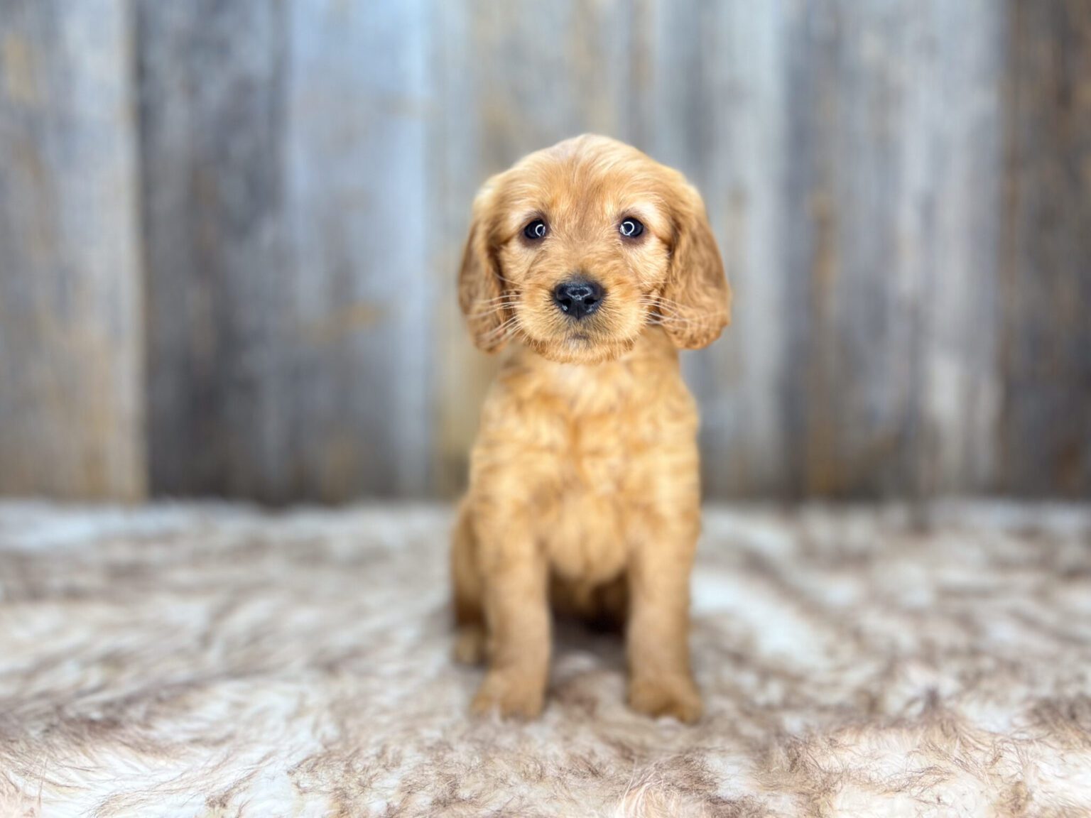 I am just a tiny baby and would love to join your family soon! Of course, you can’t see how cute and curly I will be when I get older, so the Dog Club will send updated photos when I am about 6 to 7 weeks old, if you choose to adopt me. Infant puppy deposits are refundable or transferrable.