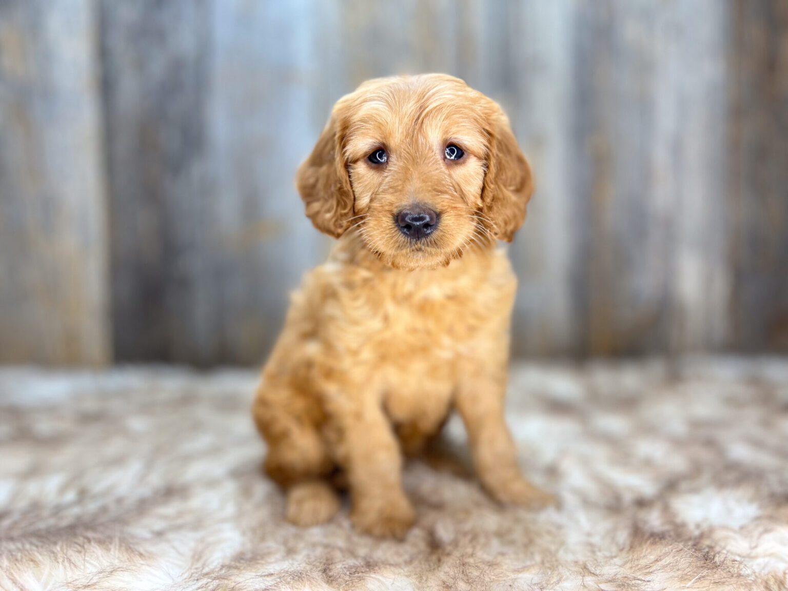 I am just a tiny baby and would love to join your family soon! Of course, you can’t see how cute and curly I will be when I get older, so the Dog Club will send updated photos when I am about 6 to 7 weeks old, if you choose to adopt me. Infant puppy deposits are refundable or transferrable.